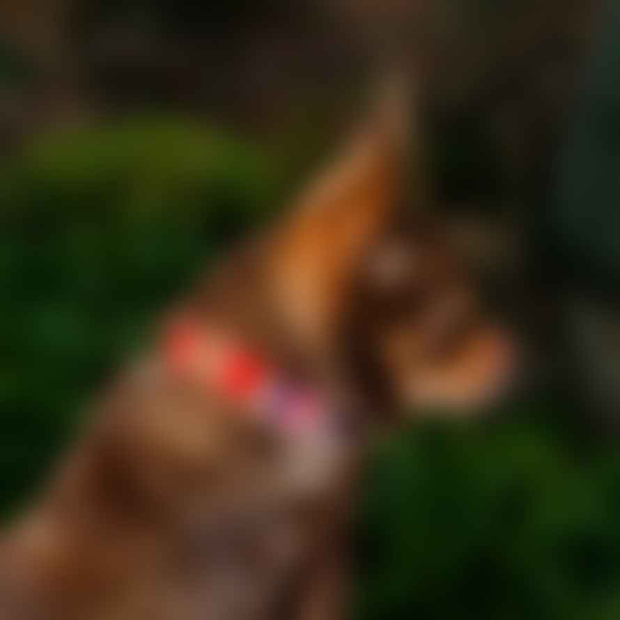 Hiro + Wolf Inca Orange Dog Collar