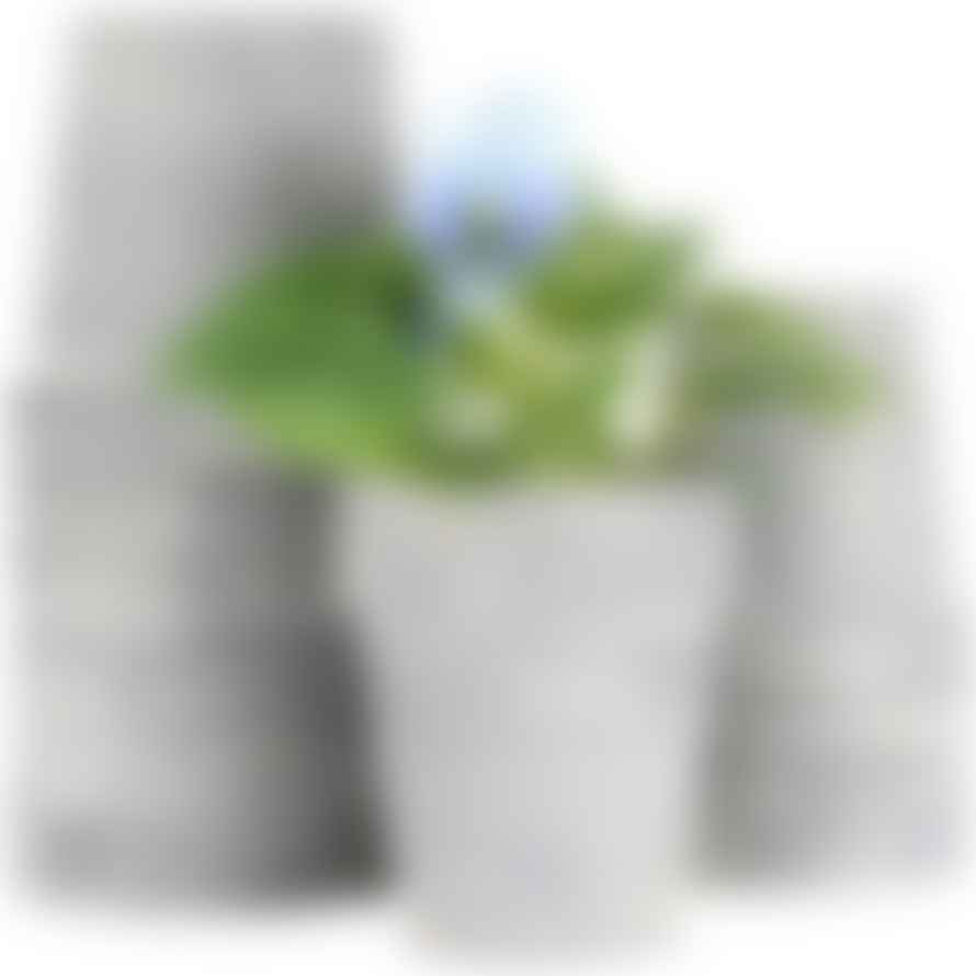 Grand Illusions Zinc Flower Pot - Medium