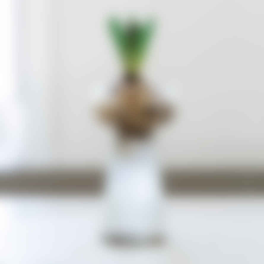 Grand Illusions Ribbed Hyacinth Vase - Clear