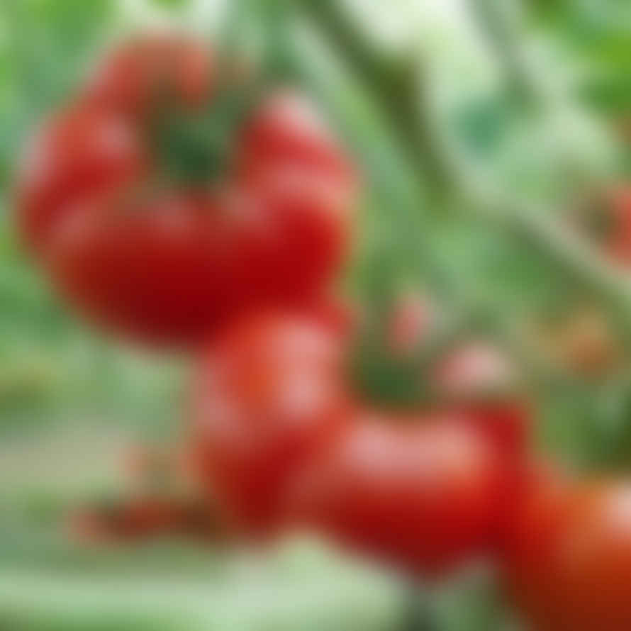 Herboo Tomato 'Marmande' Seeds