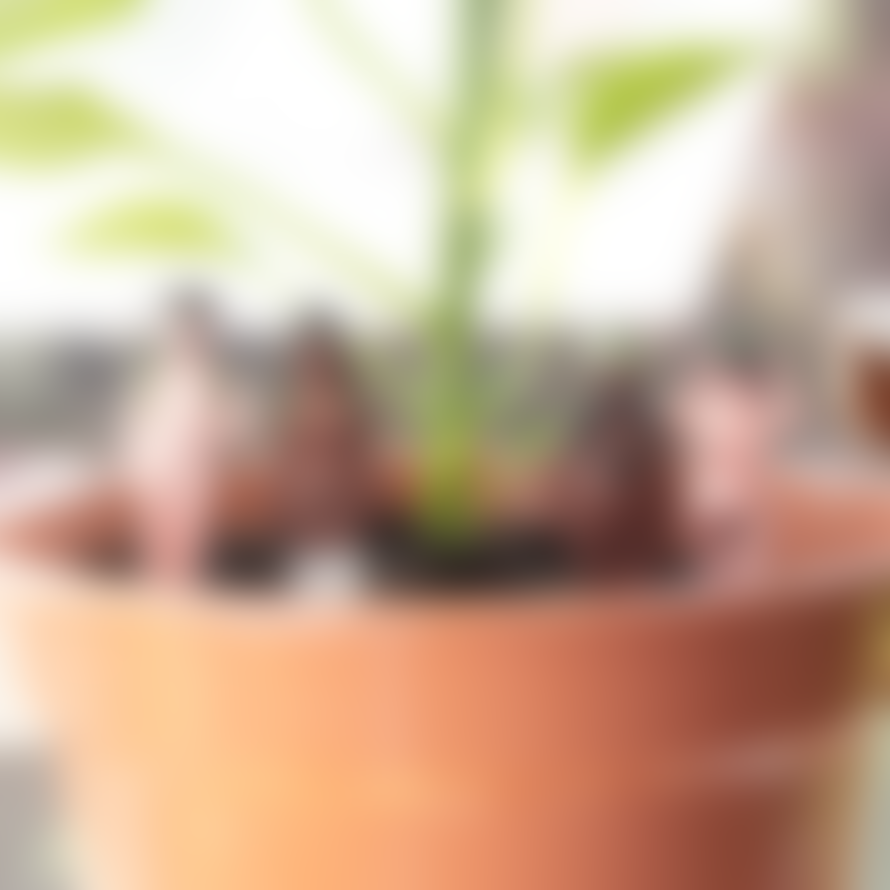 Gift Republic Mini Plant Pot Naked Ramblers