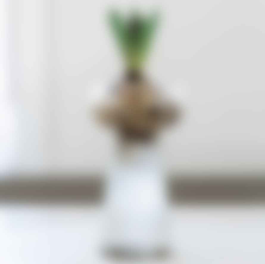 Grand Illusions Ribbed Glass Hyacinth Vase