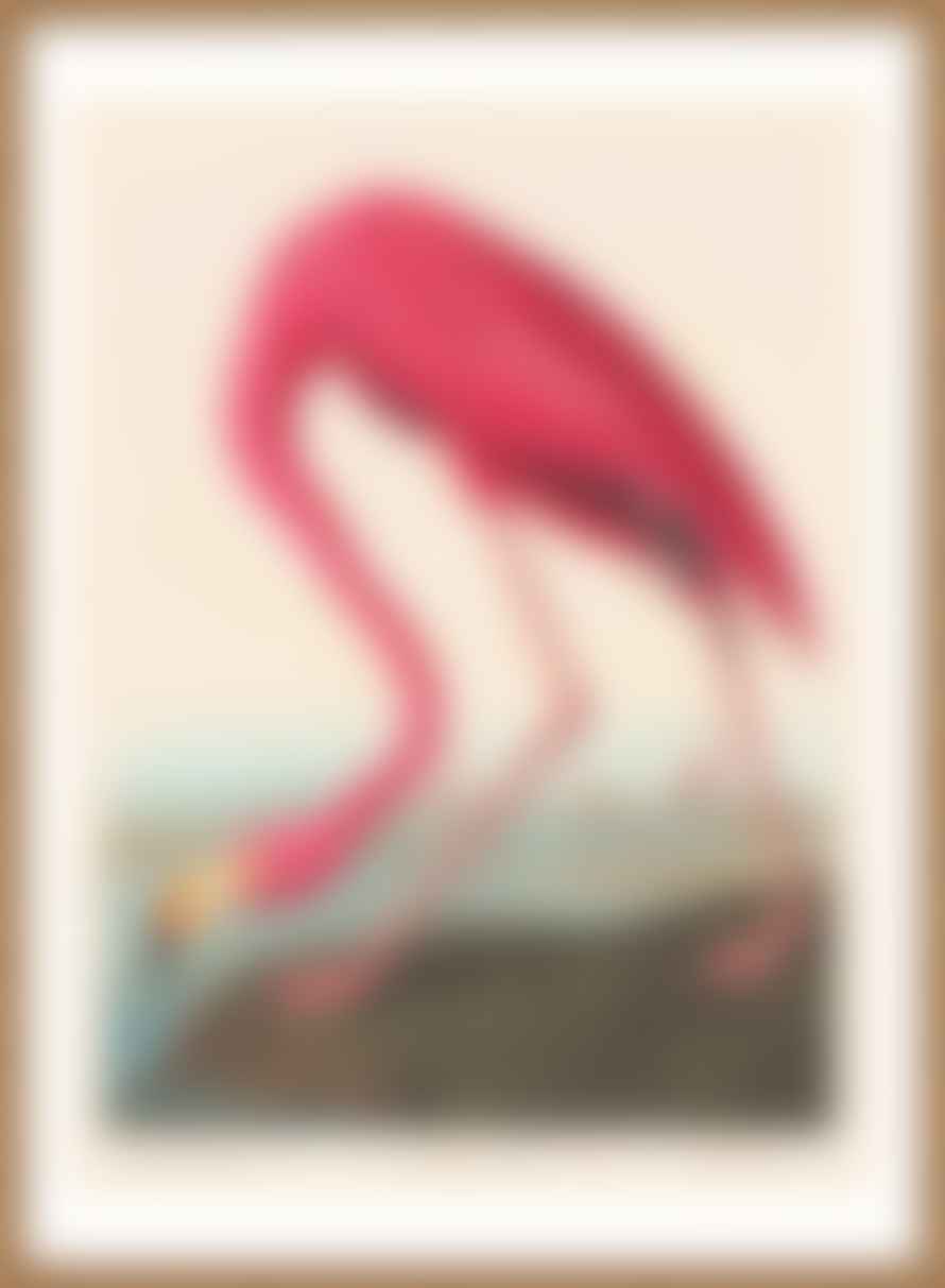 70 x 100cm American Flamingo Vintage Antique Bird Print