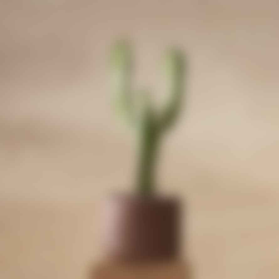 Aaron Probyn Botany Plant Pot - Small Terracotta