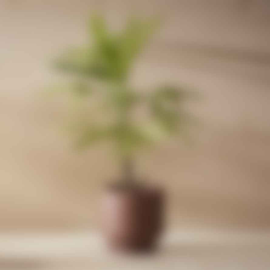 Aaron Probyn Botany Plant Pot - Medium Terracotta