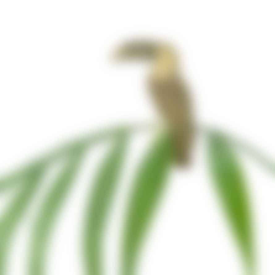 Another Studio  Plant Animal Toucan
