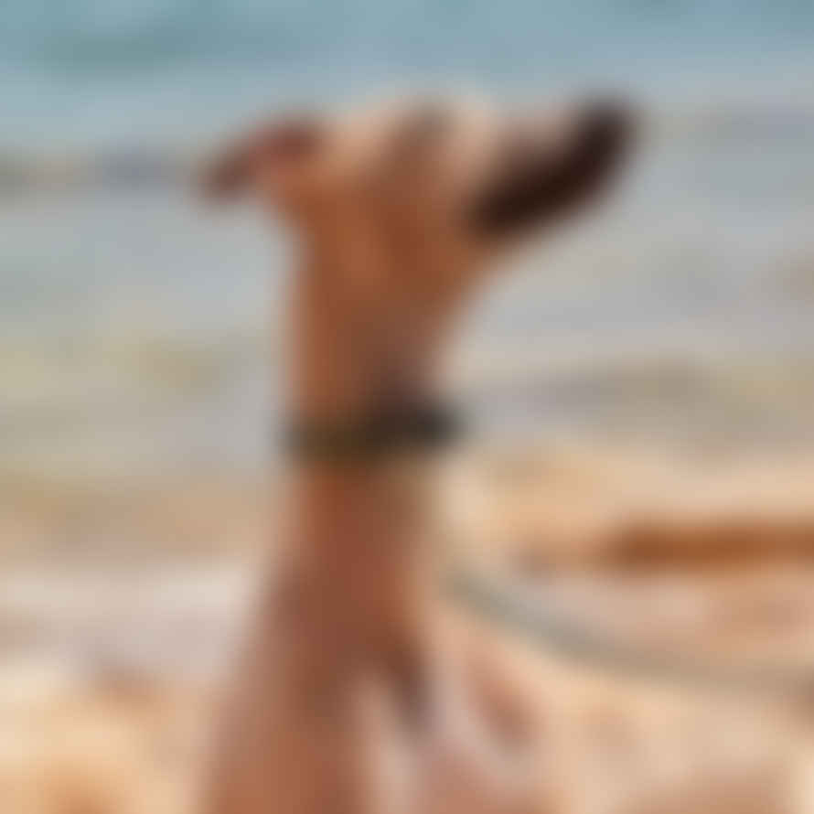 Kintails Medium  Brown Leather  Sighthound Dog Collar