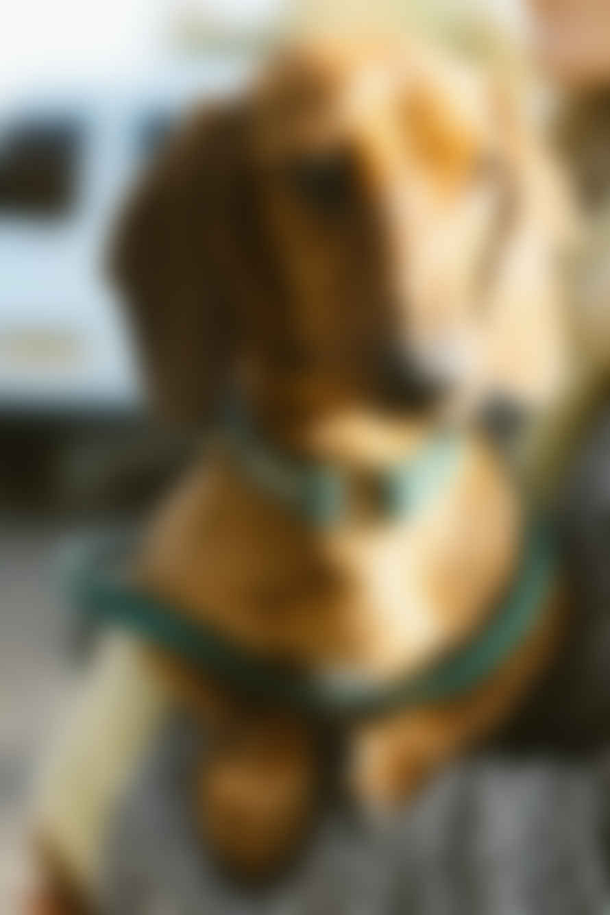 Kintails Medium Green Leather Dog Collar