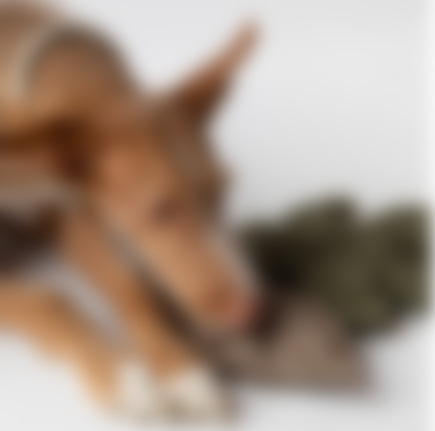 2.8 duepuntootto Nachhaltiges Hundespielzeug Mimmo