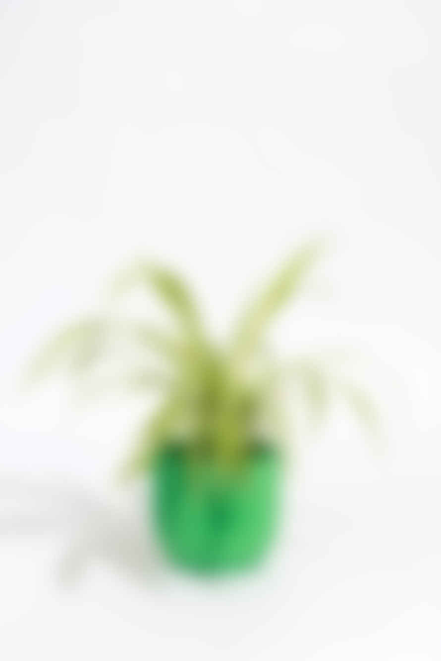Studio No16 - Crinkle Plant Pot - Large - Light Green