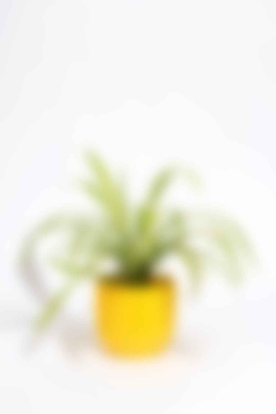 Studio No16 - Crinkle Plant Pot - Large - Yellow