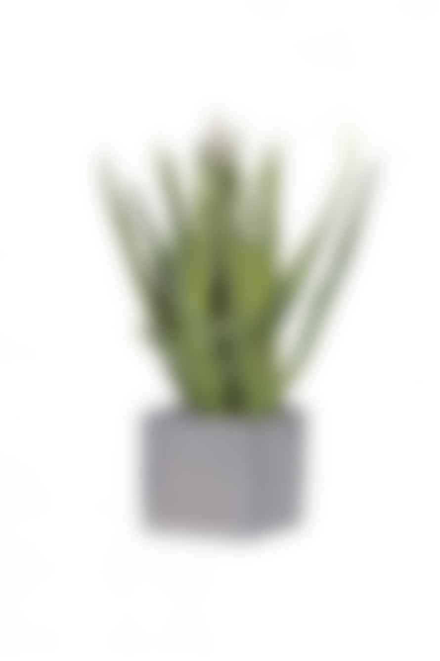 The Home Collection Green Speckled Aloe Vera In Square Cement Pot