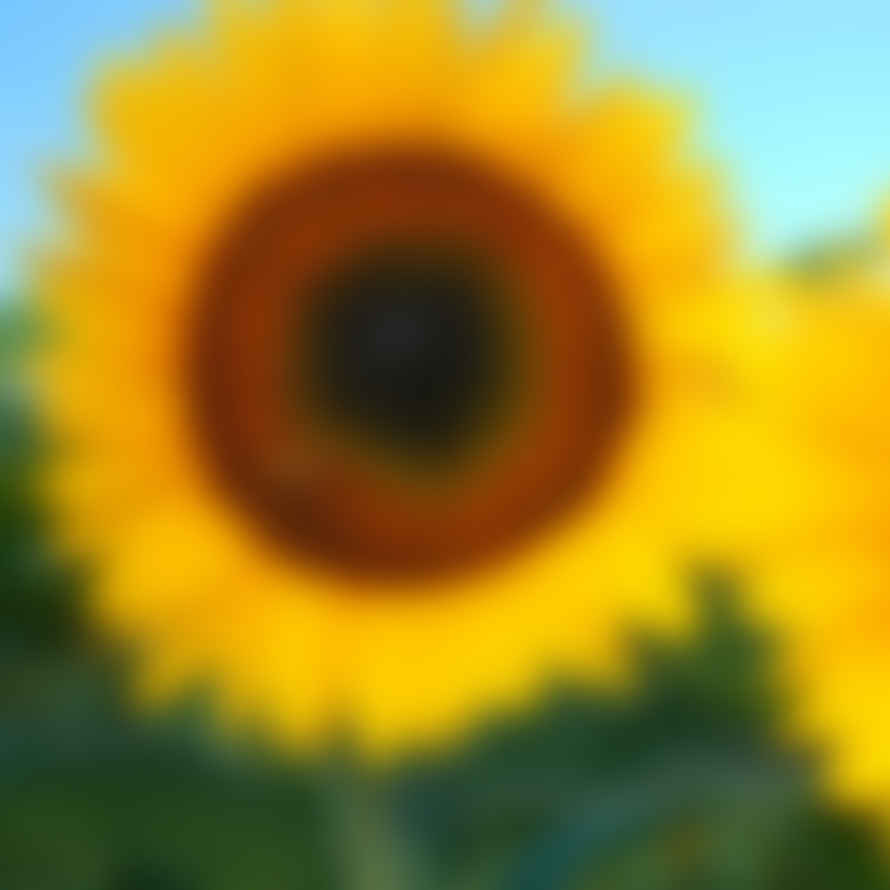 Piccolo Sunflower Taiyo Seeds
