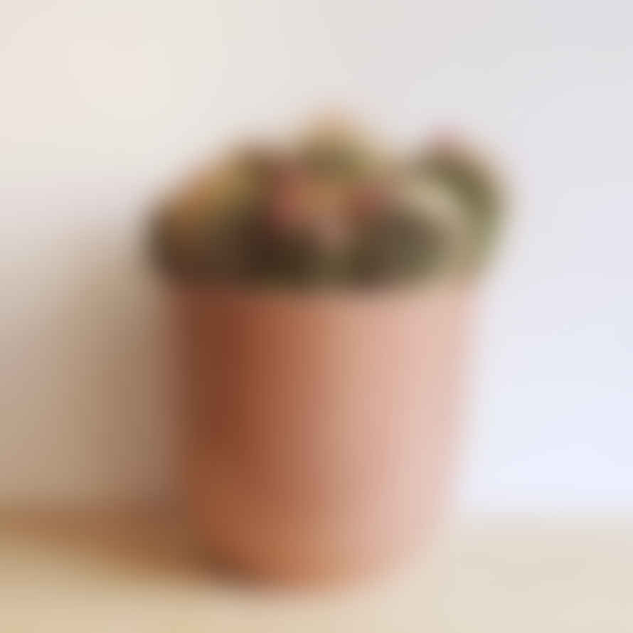 Hi Cacti Small Oval Ceramic Pot (No Plant)