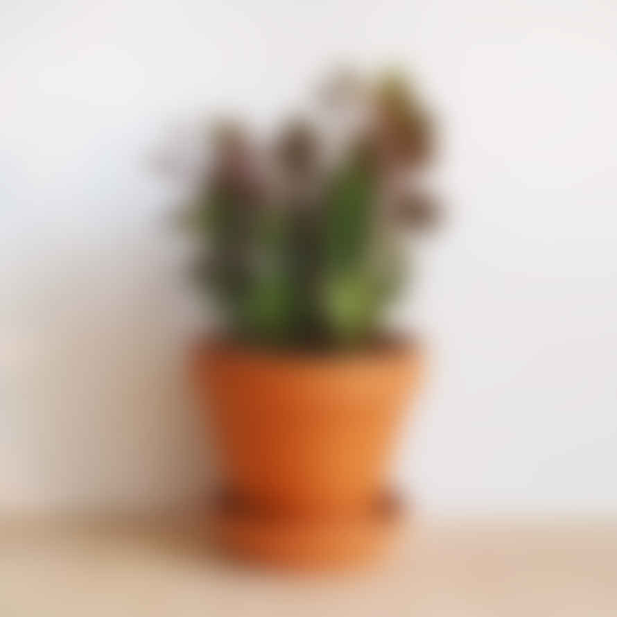 Hi Cacti 8cm Medium Terracotta Plant Pots (No Plant)