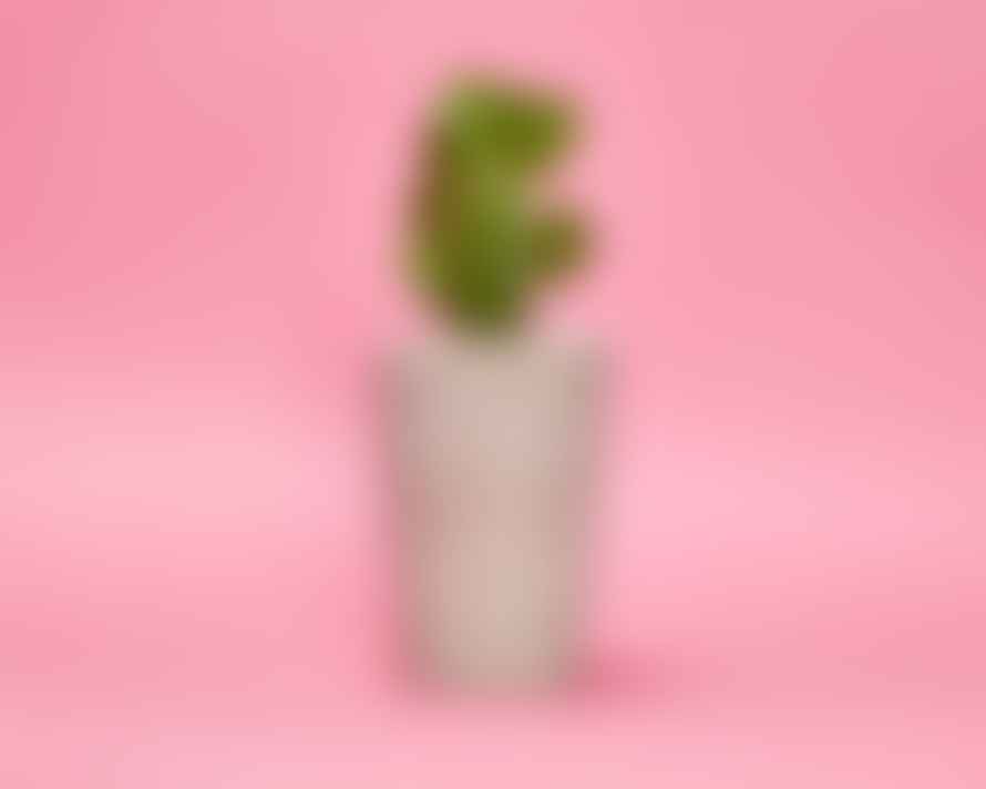 Hi Cacti Tall Concrete Plant Pot with Plant