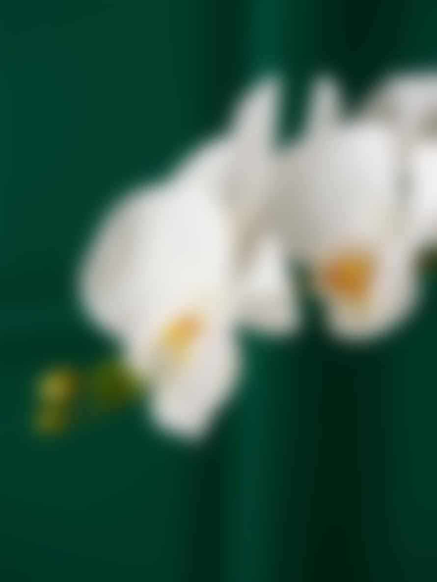EDG Enzo De Gasperi Orquídea Blanca En Jarrón De Cristal 'phalaenopsis'