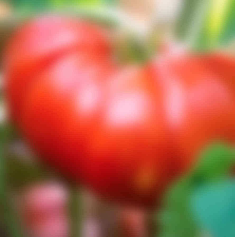 Herboo Tomato Seeds Marmande