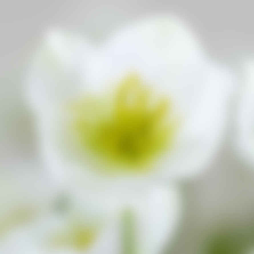 Distinctly Living Hellebore White Flower Stem