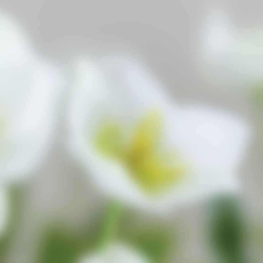 Distinctly Living Hellebore White Flower Stem