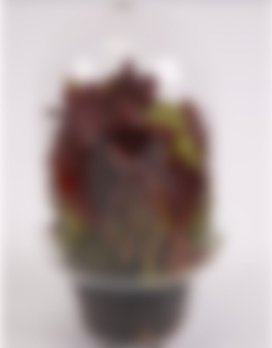 Serax Transparant Carnivore Vase 