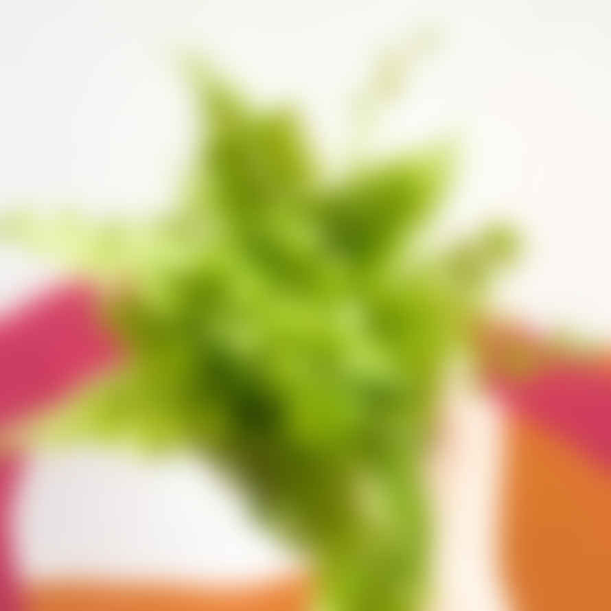 Sprouts of Bristol 19cm Green Moment Boston Fern Nephrolepis Exaltata Plant