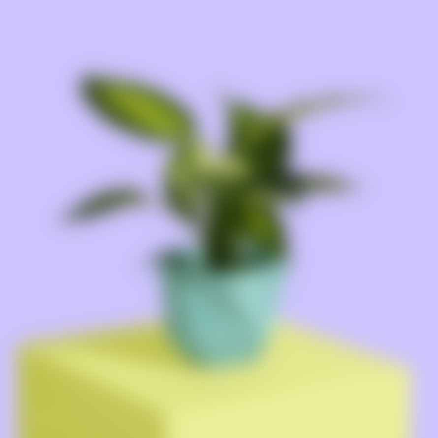 Misshandled Medium Mint Block Colour Plant Pot