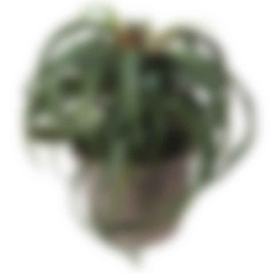 HAYGEN Tillandsia Plant In Pot
