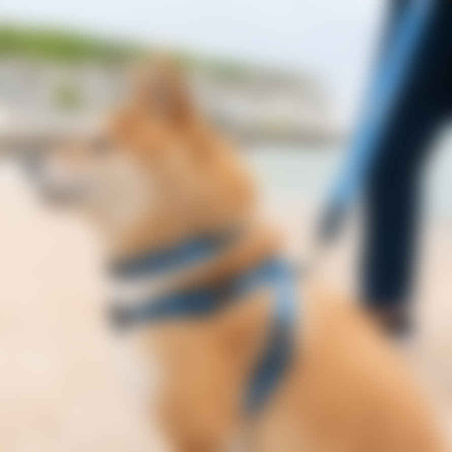 Hiro + Wolf Eyes Dog Collar