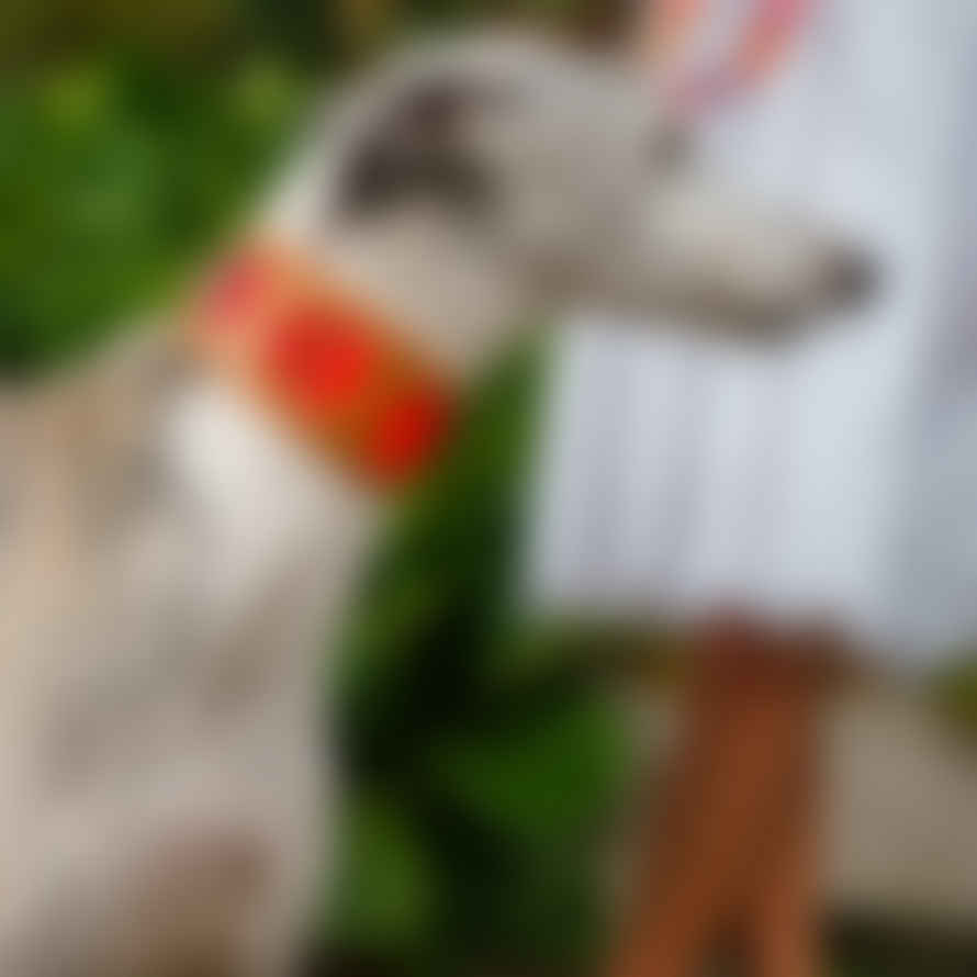 Hiro + Wolf Inca Orange Hound Collar