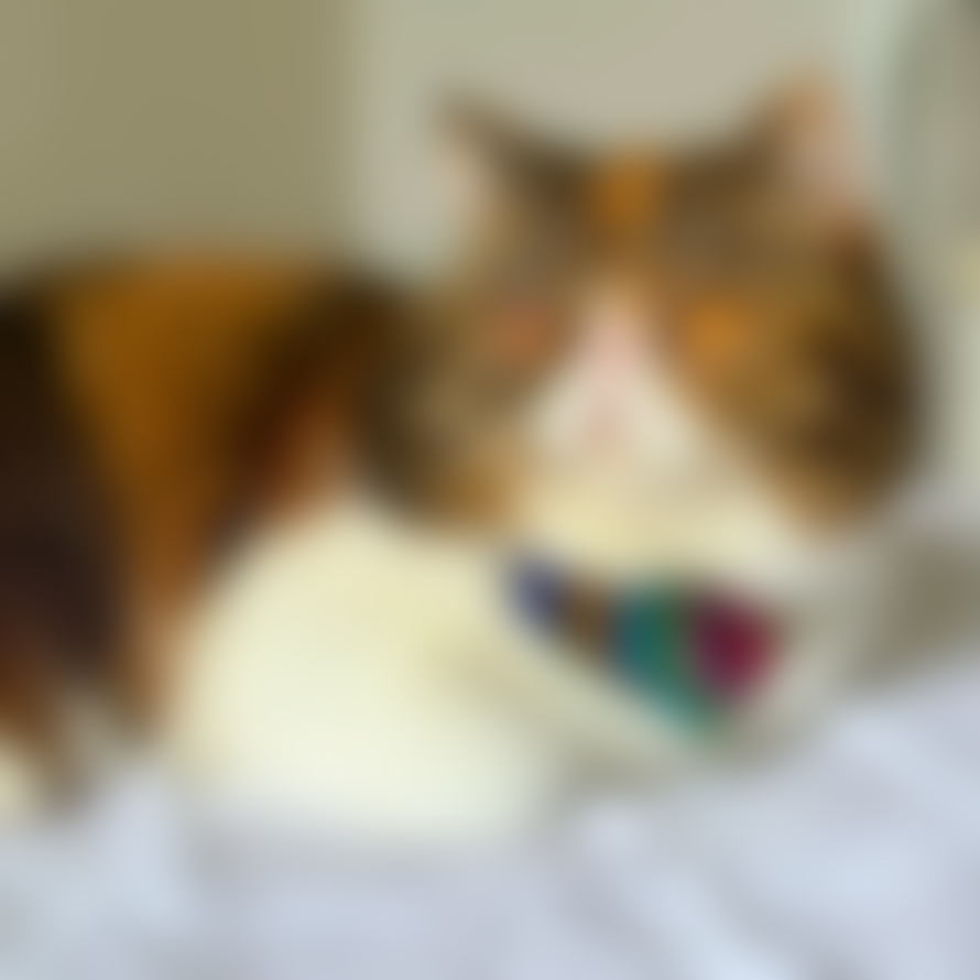Hiro + Wolf Rainbow Stripe Cat Bandana