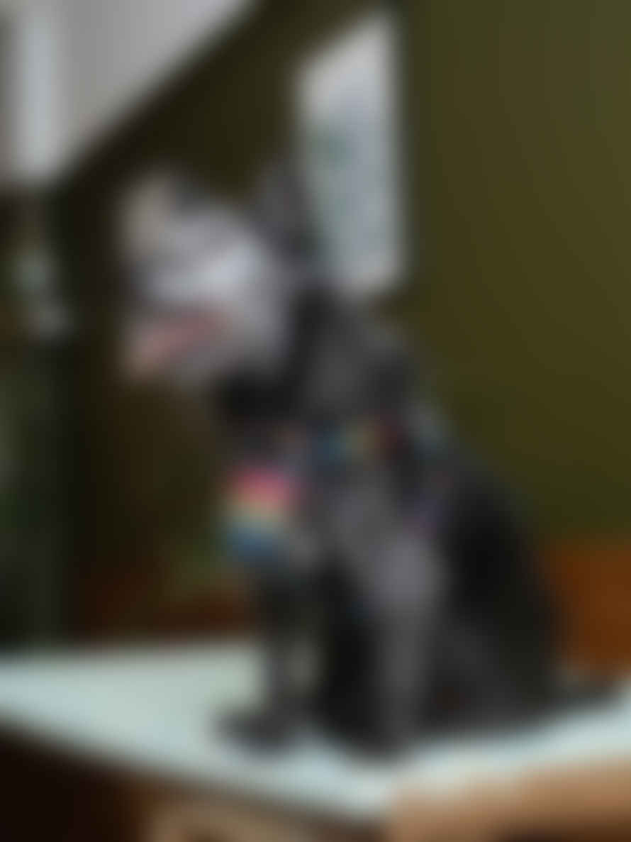 Hiro + Wolf Rainbow Stripe Dog Harness