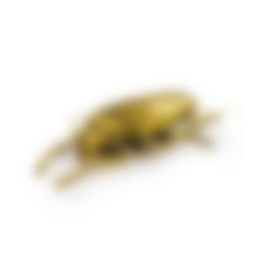 &Quirky Large Gold Beetle Wall Decoration