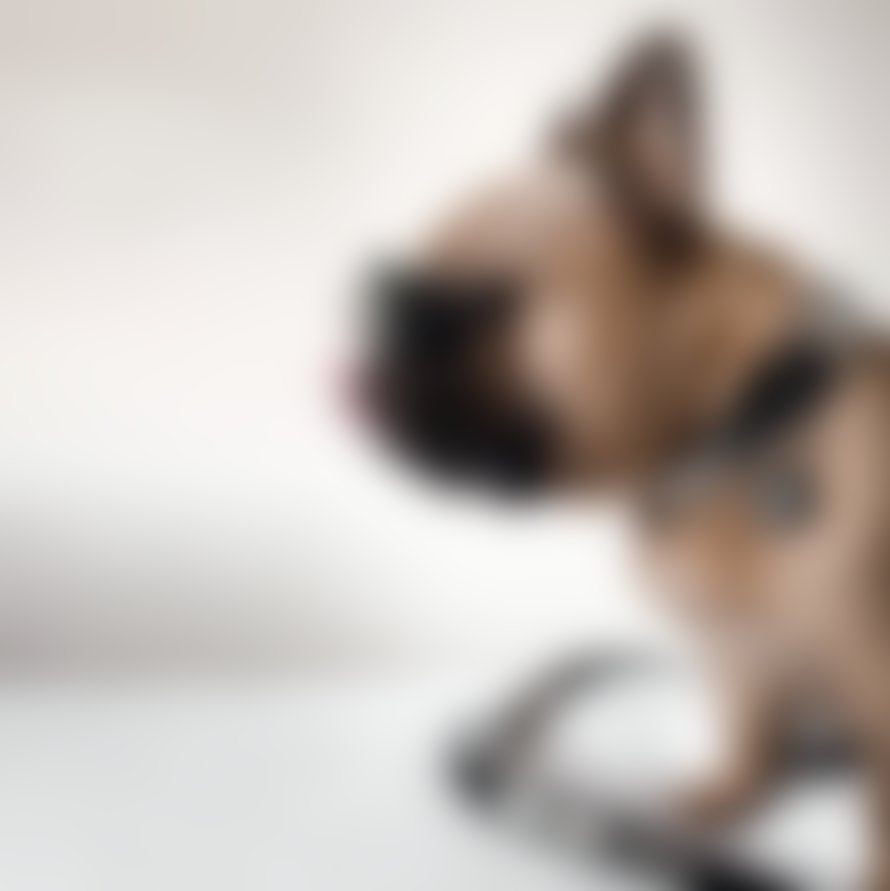 Eddgy Large 100 Percent Recycled Bad Dog Club Dog Collar