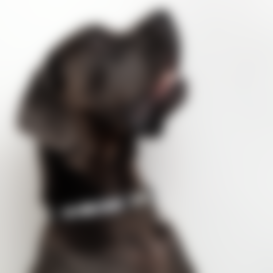 Eddgy Large 100 Percent Recycled Bad Dog Club Dog Collar