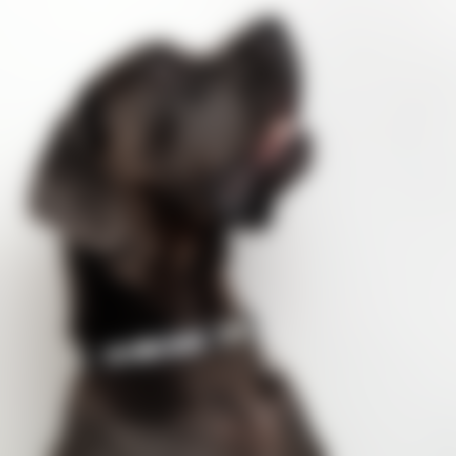 Eddgy Large 100 Percent Recycled Bad Dog Club Logo Collar