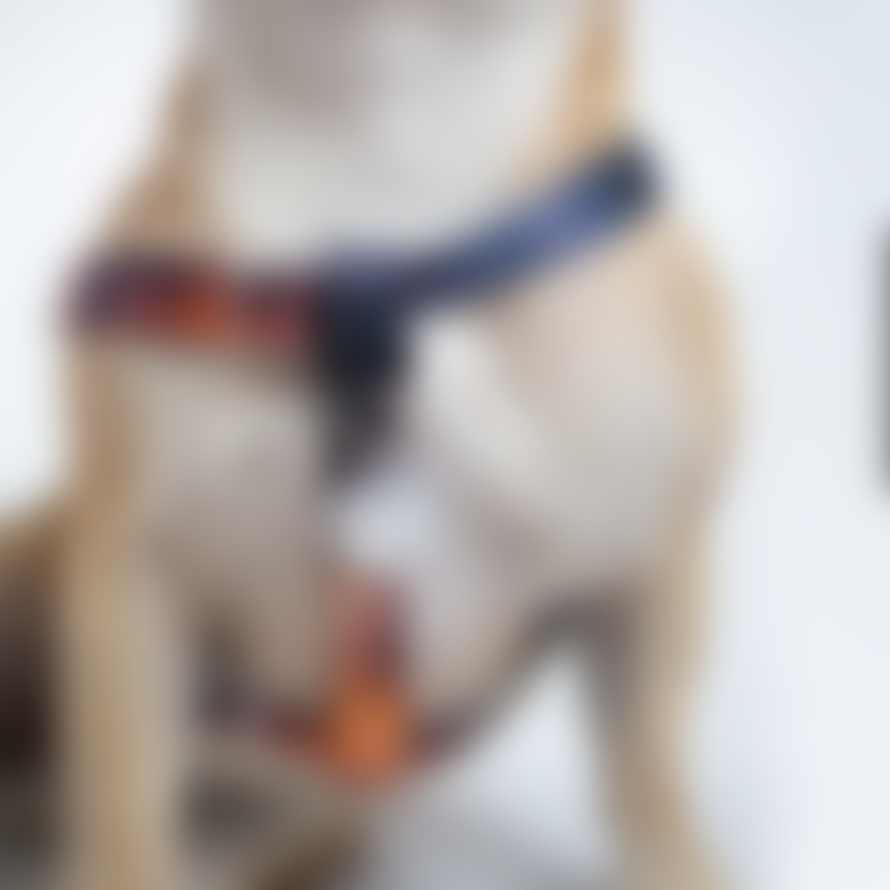 Eddgy Large 100 Percent Recycled Bruce Dog Harness