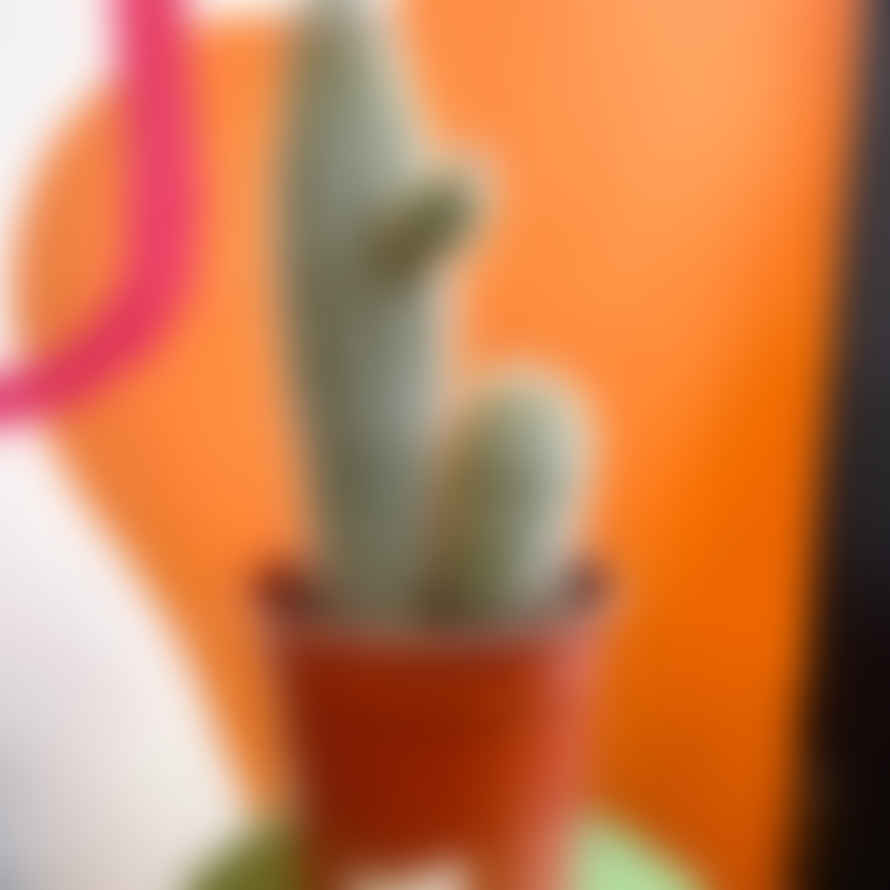 Sprouts of Bristol Xique-Xique Cactus - Pilosocereus Gounellei