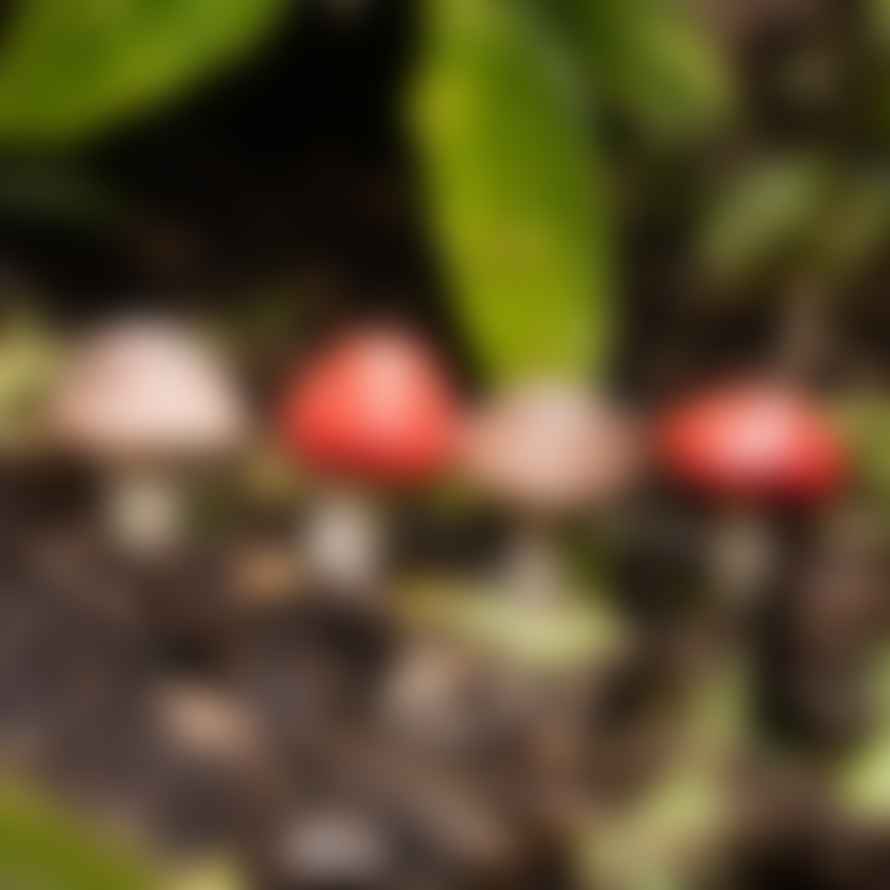 Something Different Mushroom Mini Plant Pot Pals