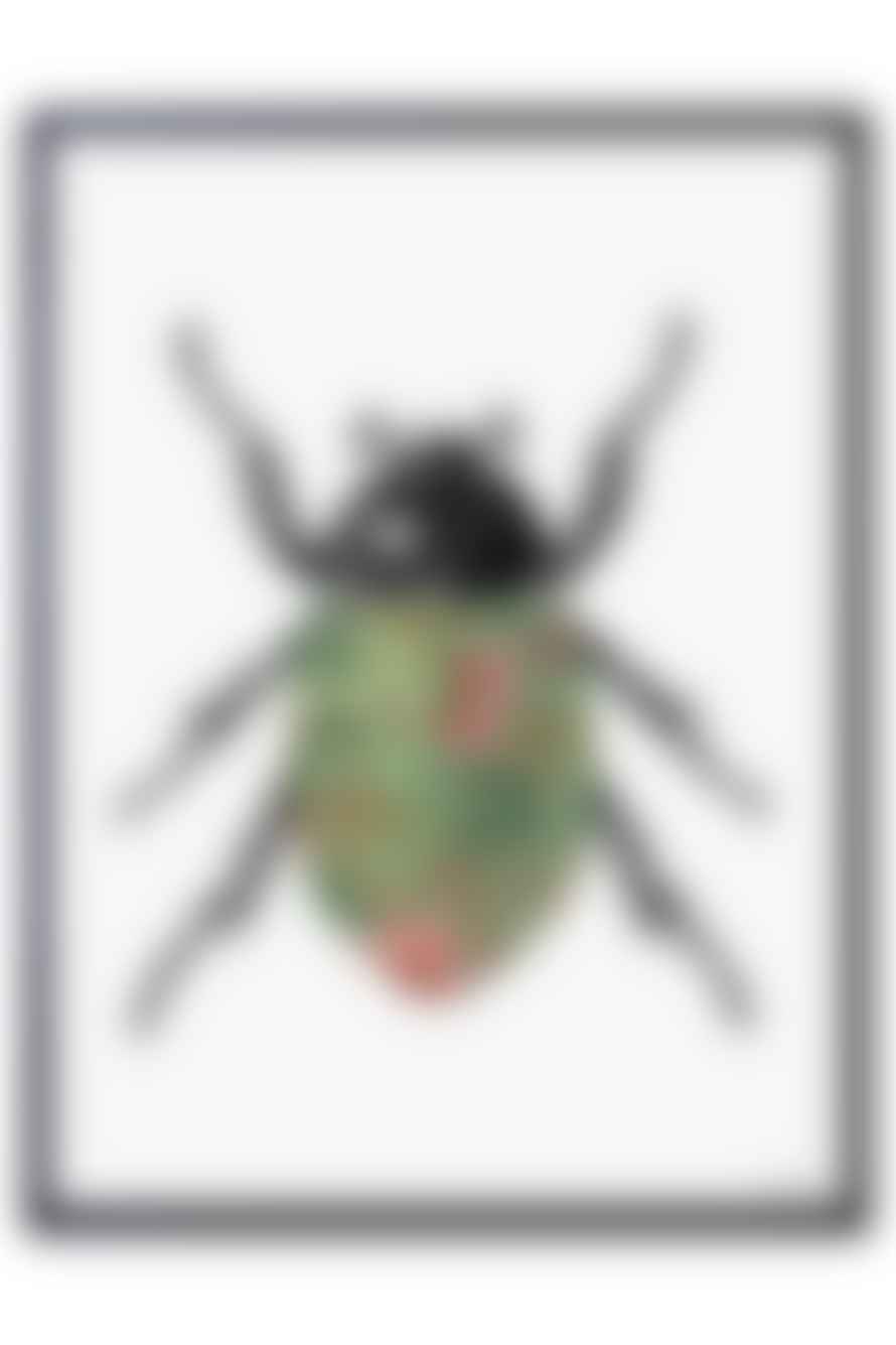 Vanilla Fly Coloured Beetle Print
