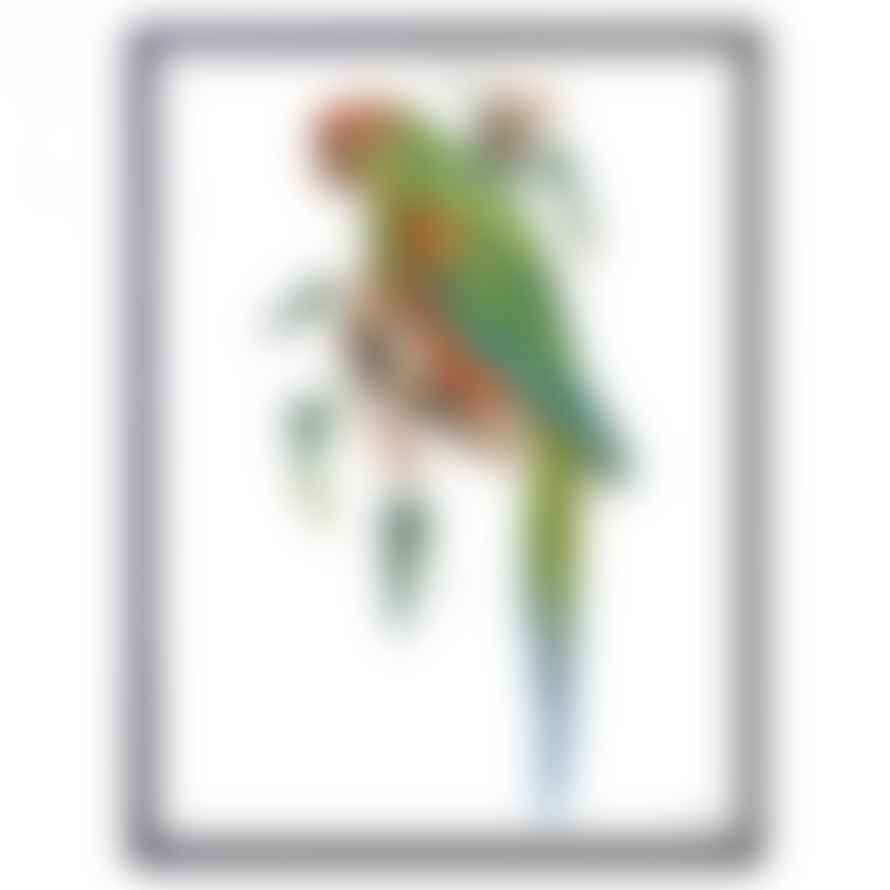 Vanilla Fly Green Parrot Print