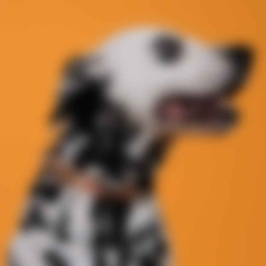 Hiro + Wolf Extra Small / Collar Summer Harvest Dog Collar