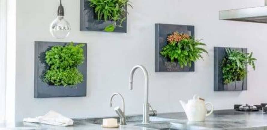 botanicalboysuk Live Wall Picture Frames Self Watering- Anthracite (grey)