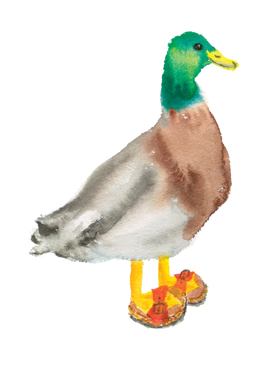 Rosie Webb  Duck In Sandals A4 Art Print