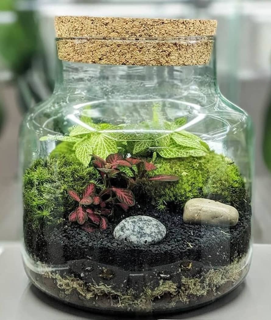 botanicalboysuk Cork Jar Terrarium Kit