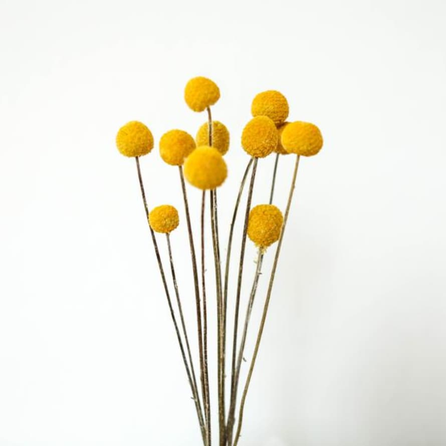 Berylune 10 Pieces Dried Billy Buttons
