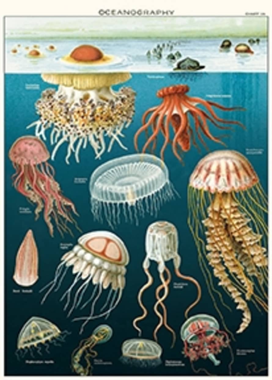 Cavallini & Co Jellyfish Poster/Wrap
