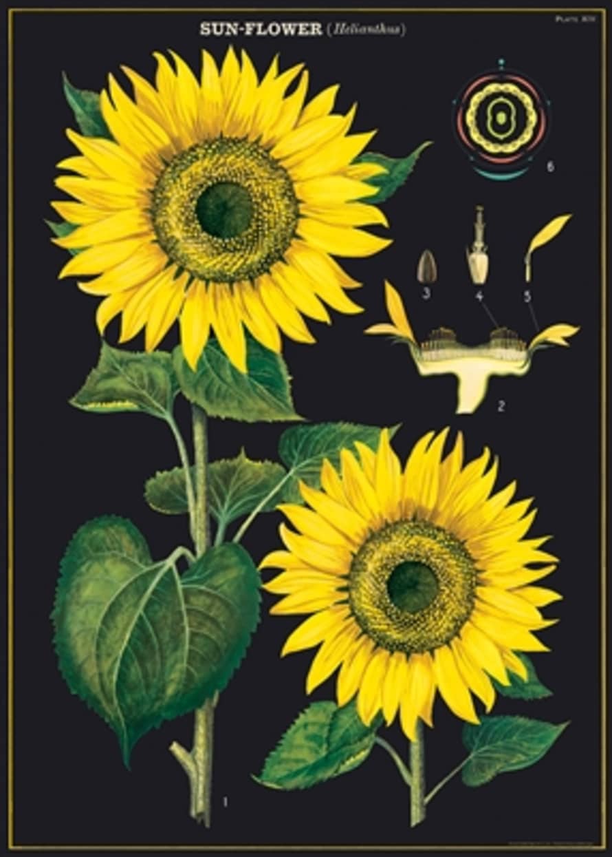 Cavallini & Co Sunflower Wrap Poster