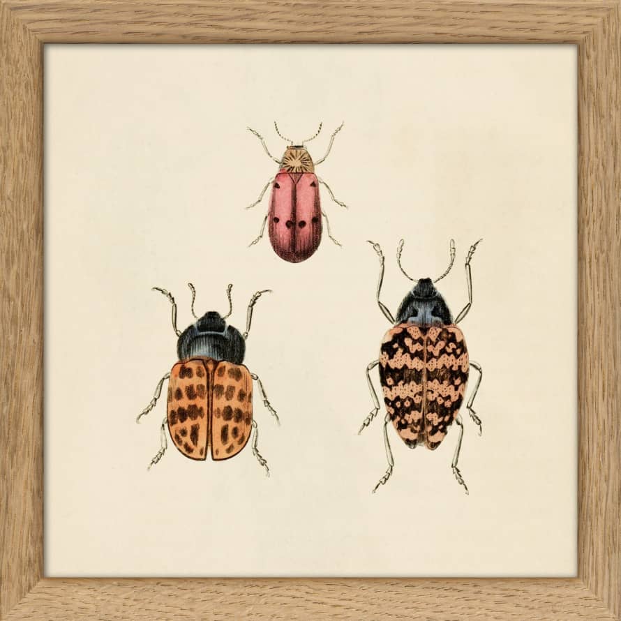 The Dybdahl Co. Did You Know Insects Print