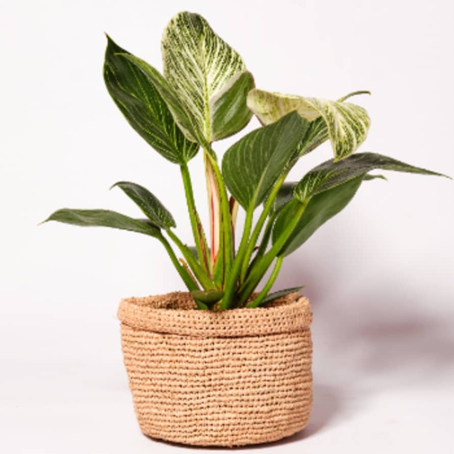 Forest Philodendron Birkin Houseplant